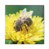 spring bee magnets by VioDePhoto spring bee magnets