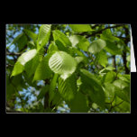Spring Birch Leaves Card