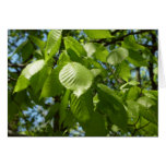 Spring Birch Leaves Card