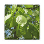 Spring Birch Leaves Magnet