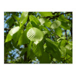 Spring Birch Leaves Postcard