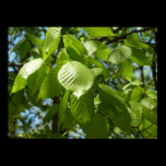 Spring Birch Leaves Poster Print