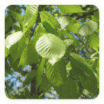 Spring Birch Leaves Square Sticker