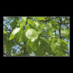 Spring Birch Leaves Sticker