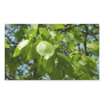 Spring Birch Leaves Sticker