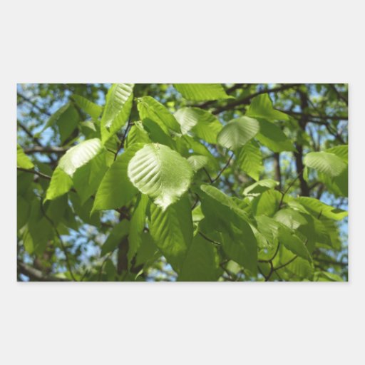 Spring Birch Leaves Sticker