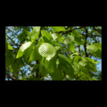 Spring Birch Leaves Widescreen Poster Print