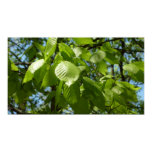 Spring Birch Leaves Widescreen Poster Print