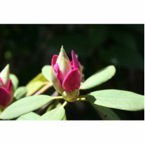 Spring Bloom Photo Sculptures