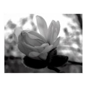 Spring Bloom Print print