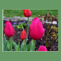 Spring Blooming Hot Pink Tulips Postcard postcards