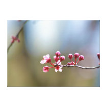Spring Blooms