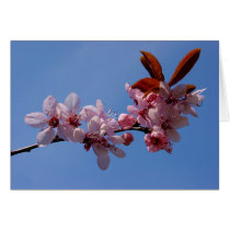 Spring blooms cards by chkoch Spring blooms cards