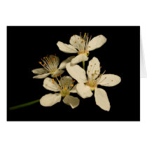 Spring blooms cards