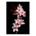 Spring blooms cards by chkoch Spring blooms cards