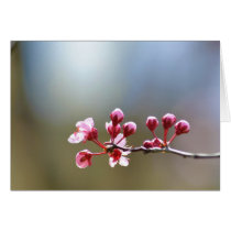 Spring Blooms