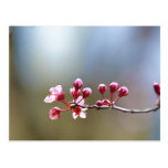 Spring Blooms Post Cards