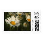 Spring Blooms Postage