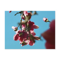 Spring Blooms postcards by ruairifox Spring Blooms postcards
