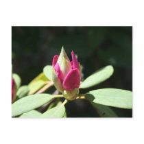 Spring Blooms postcards