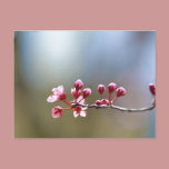 Spring Blooms postcards