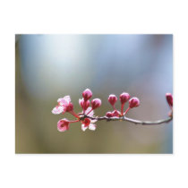 Spring Blooms