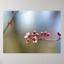 Spring Blooms