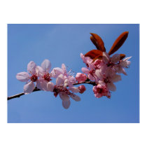 Spring blooms posters by chkoch Spring blooms posters