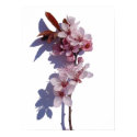 Spring blooms posters by chkoch Spring blooms posters