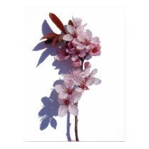 Spring blooms posters by chkoch Spring blooms posters