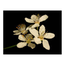 Spring blooms posters by chkoch Spring blooms posters