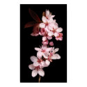Spring blooms posters by chkoch Spring blooms posters