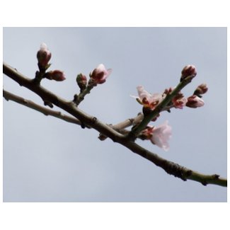 Spring Blossom Postcard postcard