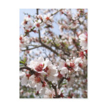 Spring Blossom Postcard postcards