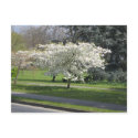 Spring blossom postcards