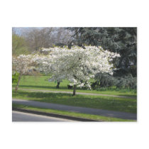 Spring blossom postcards