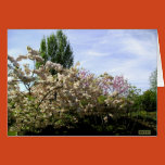 spring, blossoms, trees, orchards, parc, flowers,