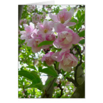 Spring Blossoms Greeting Cards