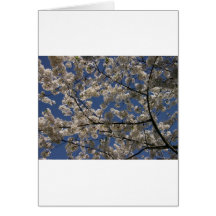Spring Blossoms Card