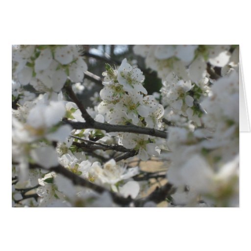Spring Blossoms Greeting Card