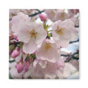 Spring Blossoms magnets