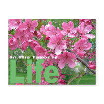 Spring Blossoms postcards