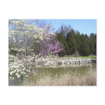 Spring Blossoms postcards by SuRi_Photography Spring Blossoms postcards