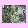 Spring Blossoms