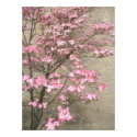 Spring Blossoms posters