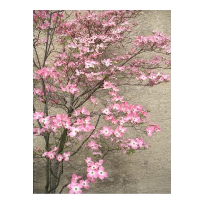 Spring Blossoms Poster by Jack_of_Arts