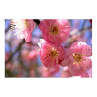 Spring Blossoms print