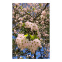 Spring Blossoms posters by GAZoomIn Spring Blossoms posters