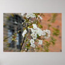 Spring blossoms poster
