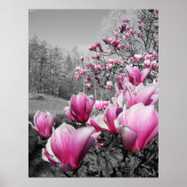 Spring Blossoms posters